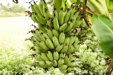 pages.home.popular.categories.nature.imageAlt